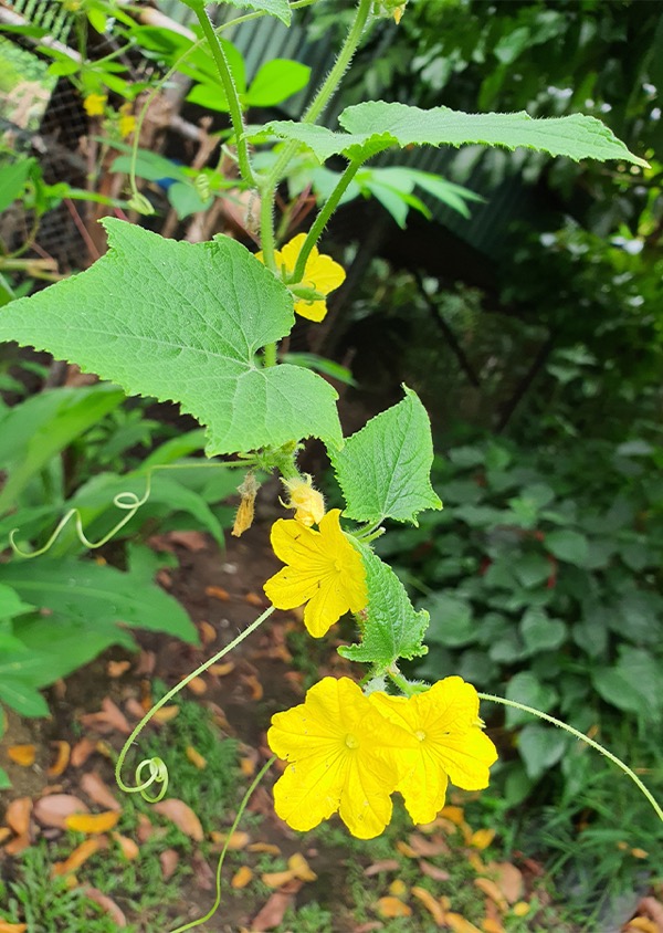 Gurke (Cucumis sativus)​