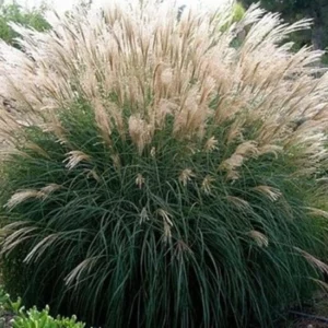 Riesen-Chinaschilf (Miscanthus floridulus)