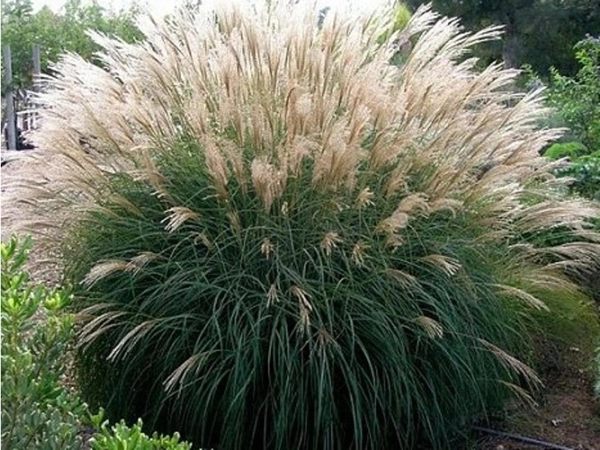 Riesen-Chinaschilf (Miscanthus floridulus)