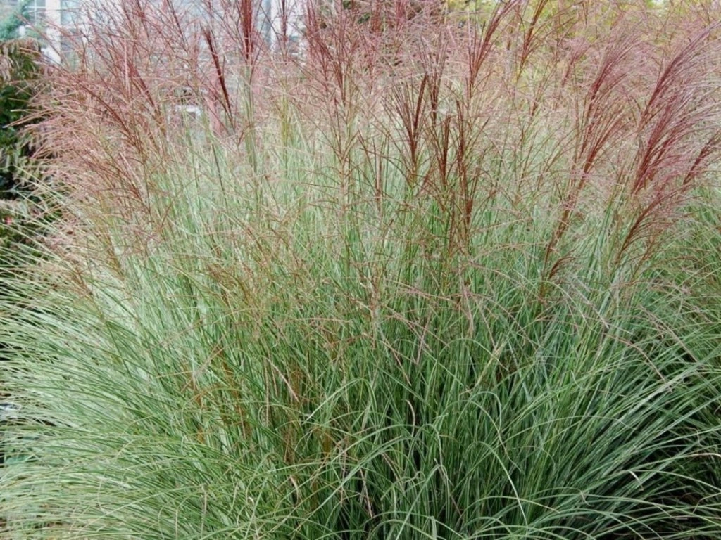 Chinesisches Chinaschilf (Miscanthus sinensis)​
