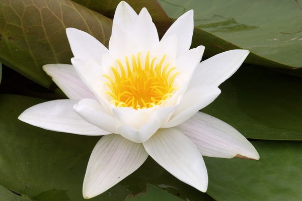 Weiße Seerose (Nymphaea alba)​
