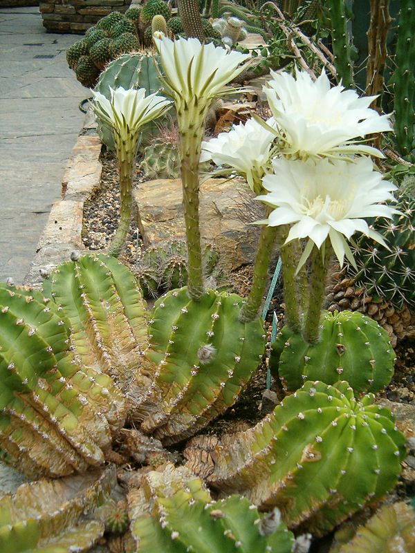 Echinopsis eyriesii (Echinopsis eyriesii)​