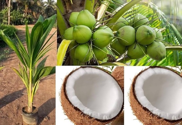 Kokospalme (Cocos nucifera)​