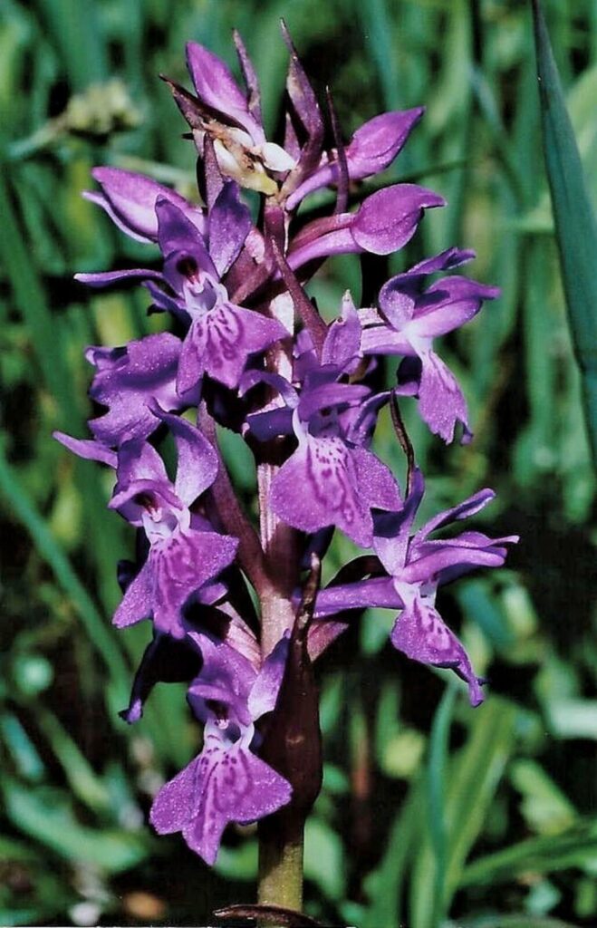 Traunsteiners Knabenkraut (Dactylorhiza traunsteineri)​