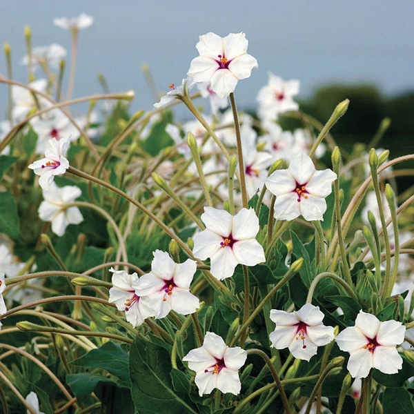 Langblütige Wunderblume (Mirabilis longiflora)​