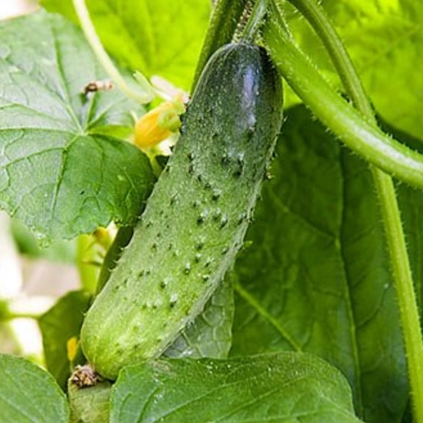 Gurke (Cucumis sativus)​ - Einlegegurke