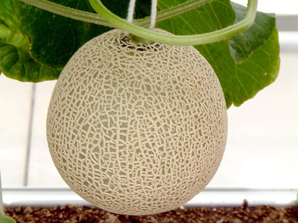 Netzmelone (Cucumis melo var. reticulatus) mit korkiger Netzzeichnung auf der Schale