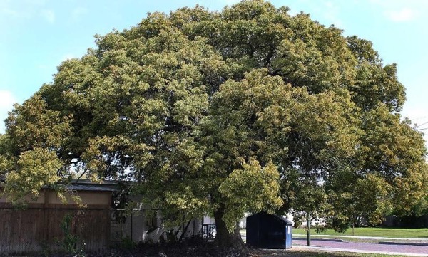 Kampferbaum (Cinnamomum camphora)