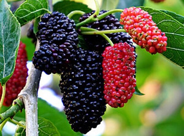Schwarze Maulbeere (Morus nigra)​