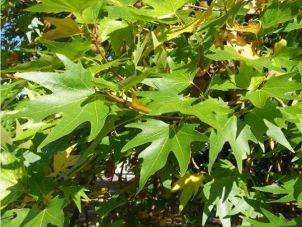 Morgenländische Platane (Platanus orientalis)​