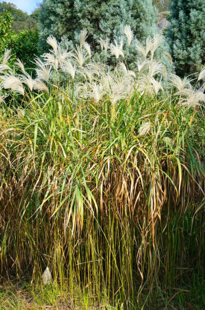 Chinaschilf (Miscanthus sacchariflorus)