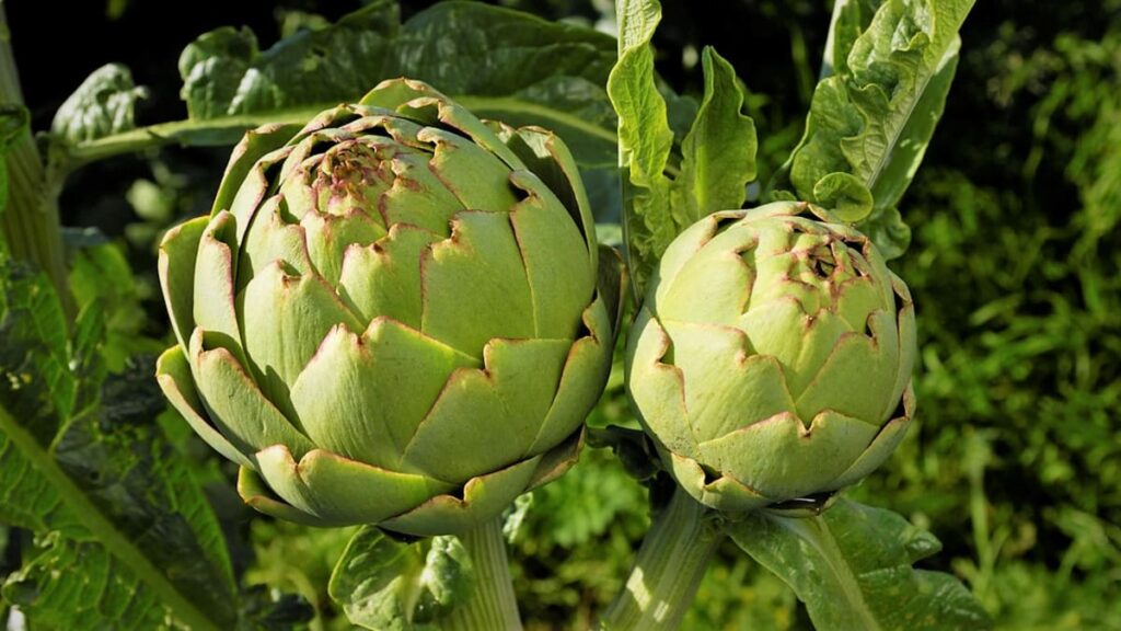 Artischocke (Cynara scolymus)