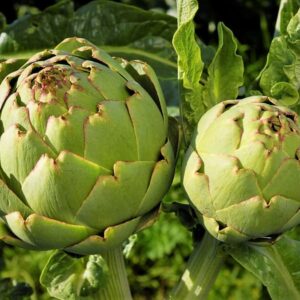 Gemüseartischocke (Cynara scolymus)