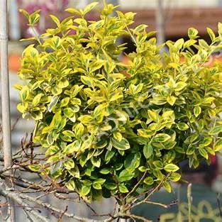 Pfaffenhütchen (Euonymus)