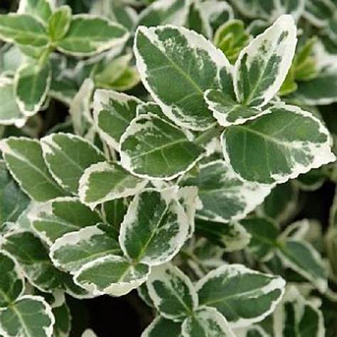 Kriechspindel (Euonymus fortunei)