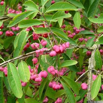Europäisches Pfaffenhütchen (Euonymus europaea)