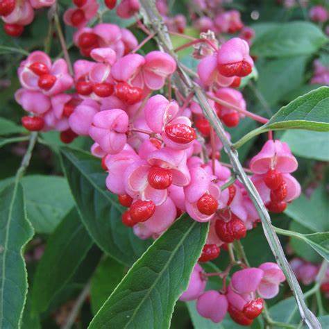 Korkspindel (Euonymus phellomana)