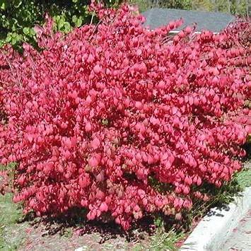 Geflügelter Spindelstrauch (Euonymus alata)