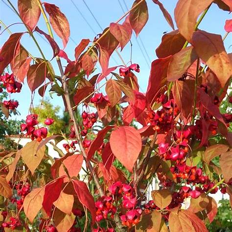 Flachfrüchtiger Spindelstrauch (Euonymus planipes)