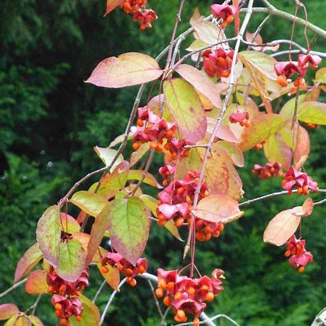 Breitblättriges Pfaffenhütchen (Euonymus latifolia)