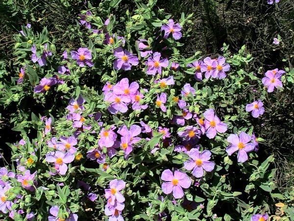 Weißliche Zistrose (Cistus albidus)​