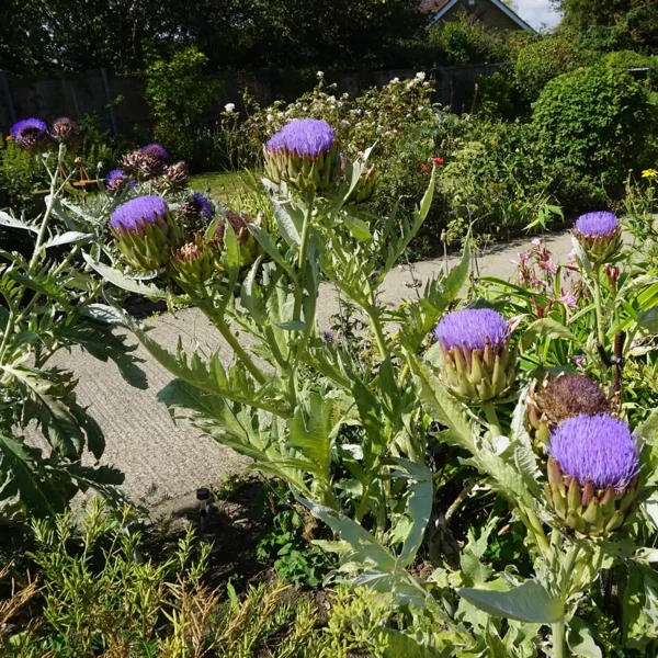 Kardone (Cynara cardunculus)​