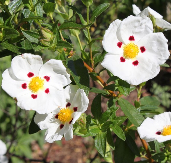 Zyprische Zistrose (Cistus × cyprius, Cistus ladanifer × Cistus laurifolius)​