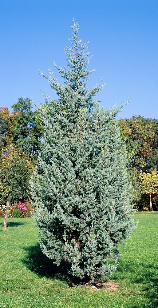 Arizonische Zypresse (Cupressus arizonica)​