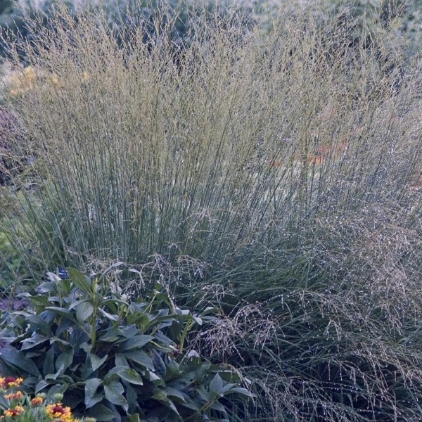 Pfeifengras - Molinia caerulea Strahlenquelle