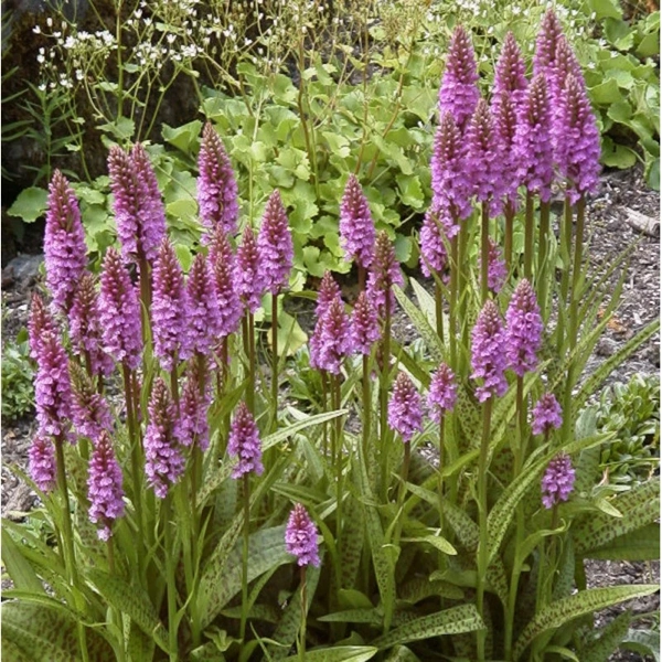 Breitblättriges Knabenkraut (Dactylorhiza majalis) ​