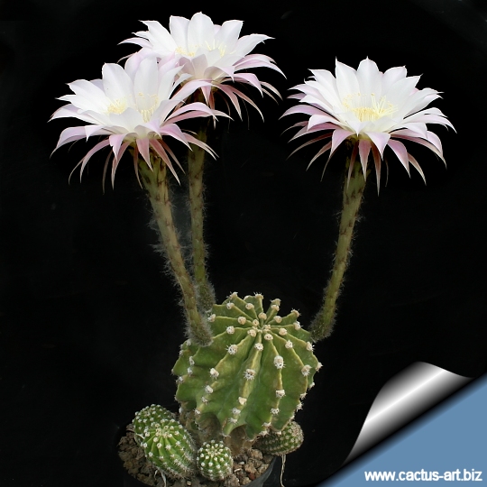 Echinopsis multiplex (Echinopsis multiplex)​