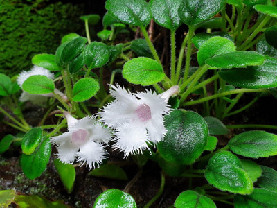Episcie nelkenblütig (Episcia dianthiflora)