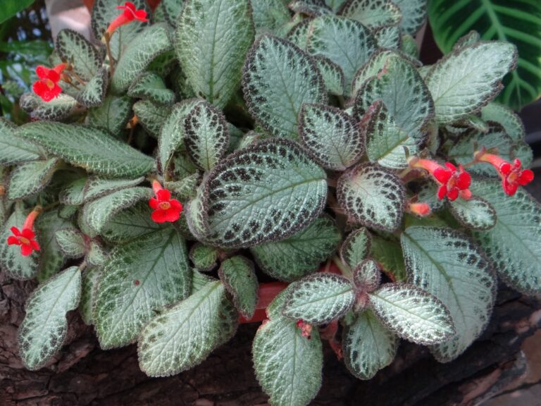Kupfer-Episzie (Episcia cupreata)