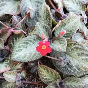 Kriechende Episcie (Episcia reptans)