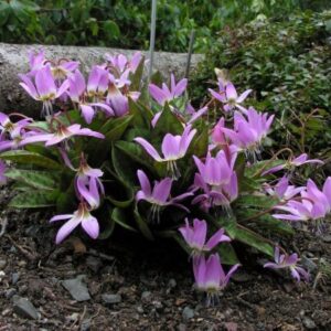 Hundszahn (Erythronium)​