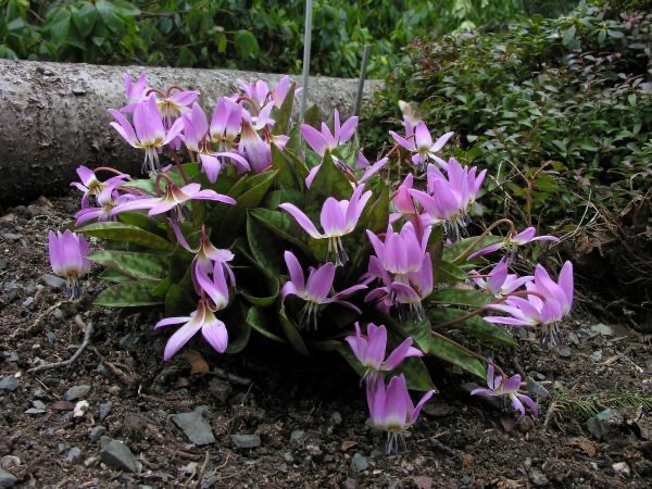 Hundszahn (Erythronium)​