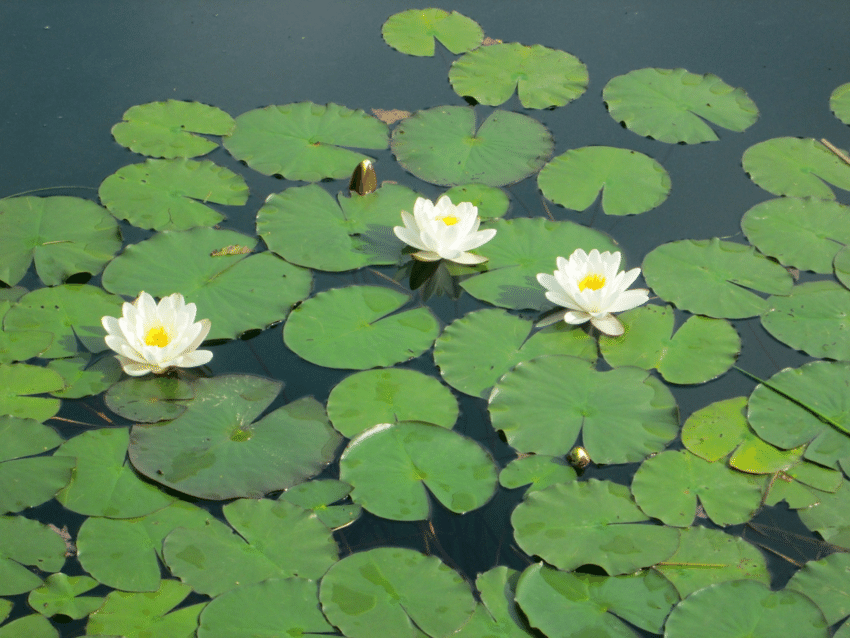 Weiße Seerose (Nymphaea alba)​