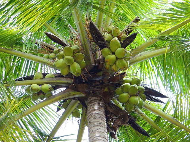 Kokospalme (Cocos nucifera)​