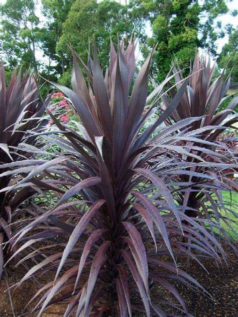 Keulenlilie australische - Cordyline australis