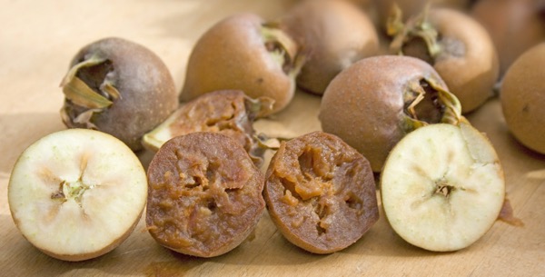 Mispel (Mespilus germanica)​ - Frucht