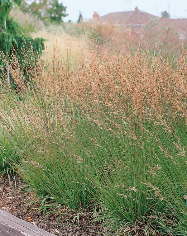 Pfeifengras Molinia caerulea Moorhexe
