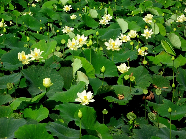Gelbe Lotusblume (Nelumbo lutea)​