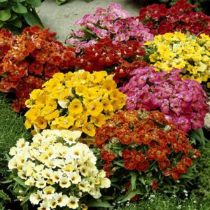 Nemesie (Nemesia strumosa)​
