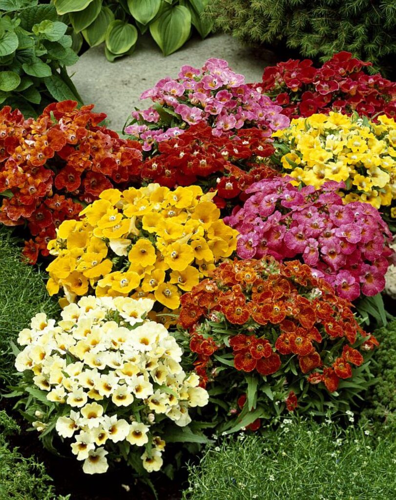 Nemesie (Nemesia strumosa)​