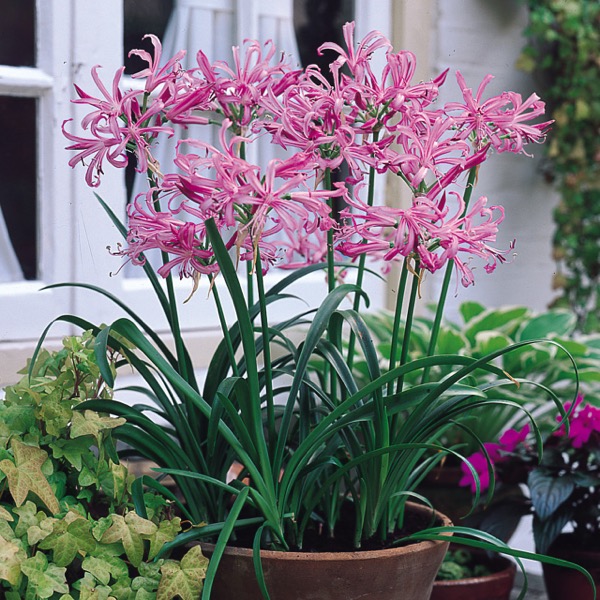 Bowdens Nerine (Nerine bowdenii)​ 'Pink Triumph'