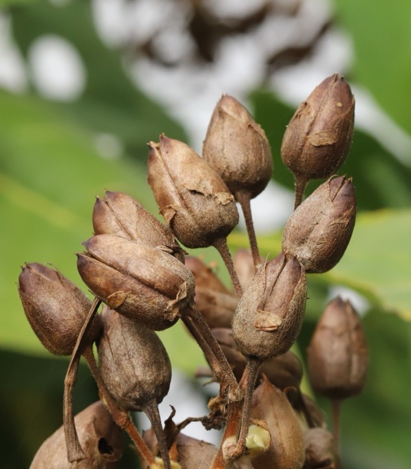 Virginischer Tabak (Nicotiana tabacum)​