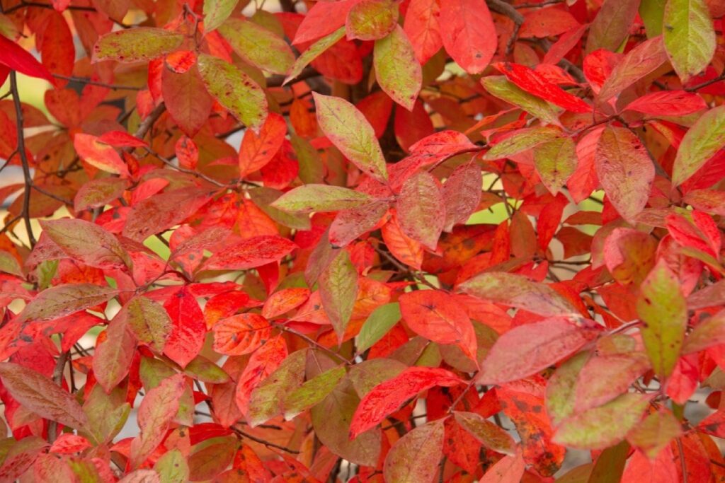Schwarzgummibaum (Nyssa sylvatica)​