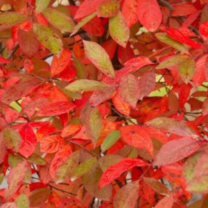 Dicht belaubte Zweige des Tupelobaums mit rot und grün gefärbtem Herbstlaub