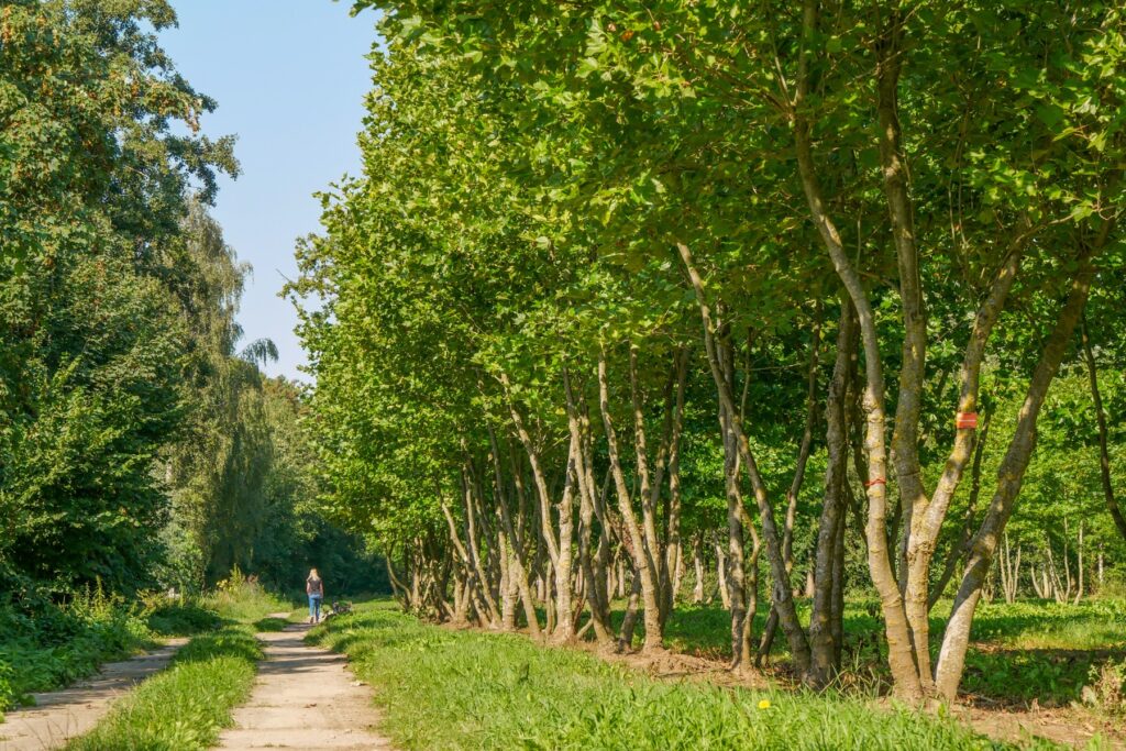Amerikanische Platane (Platanus occidentalis)​