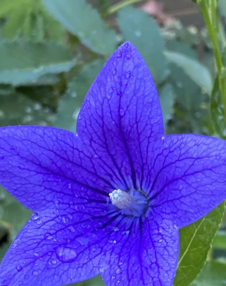 Ballonblume großblütig - Mariesii